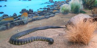 Top 5 cei mai veninoși șerpi din lume