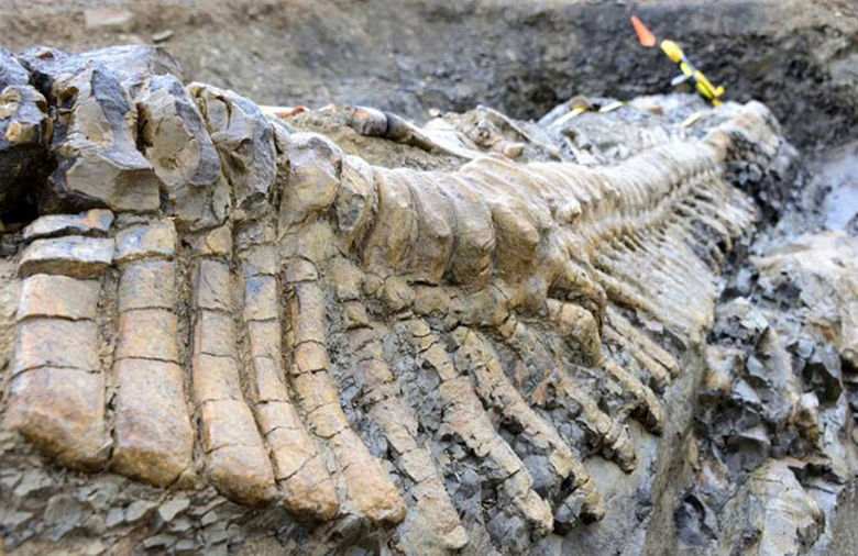 Coadă de dinozaur gigant, Foto: el-nacional.com