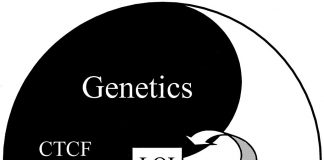 Epigenetica – descoperiri recente epigenetics