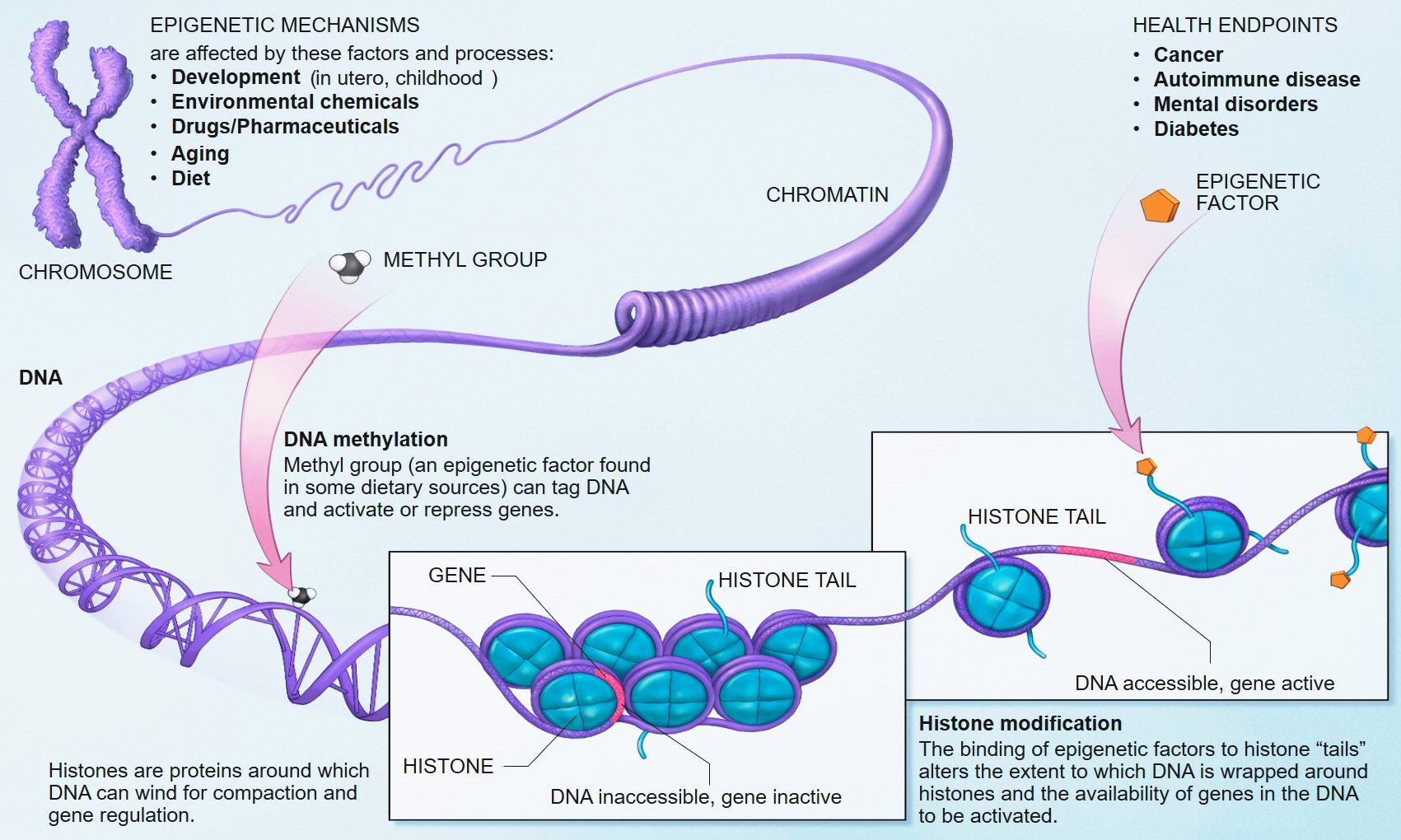 epigenetics1