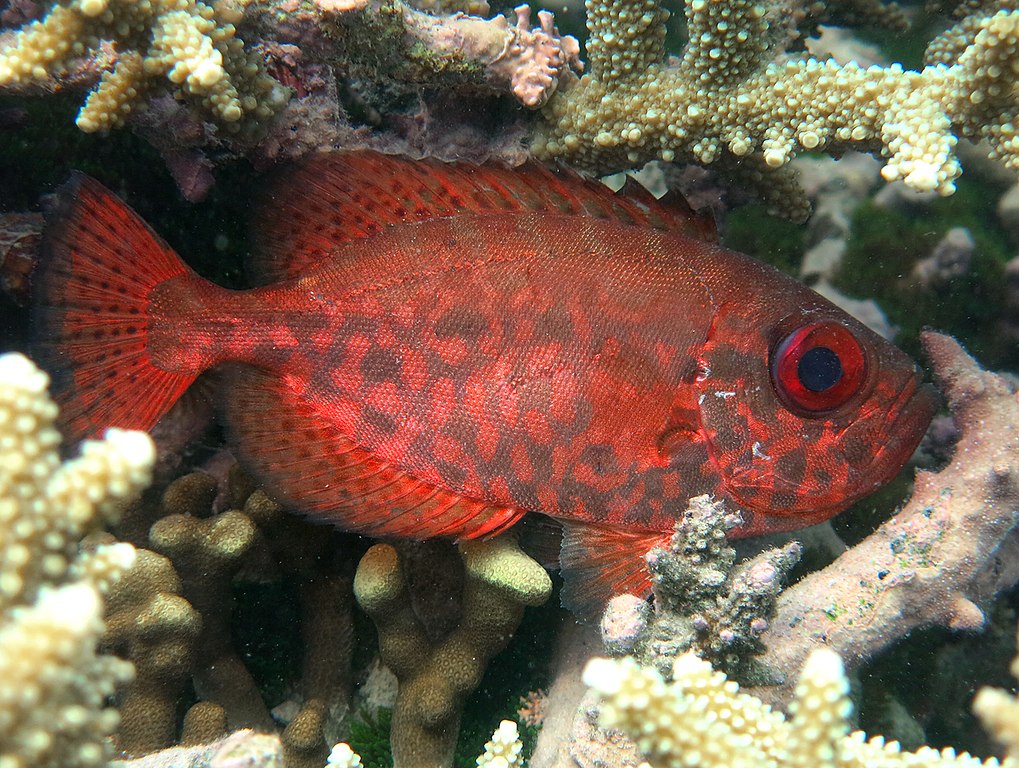 heteropriacanthus cruentatus