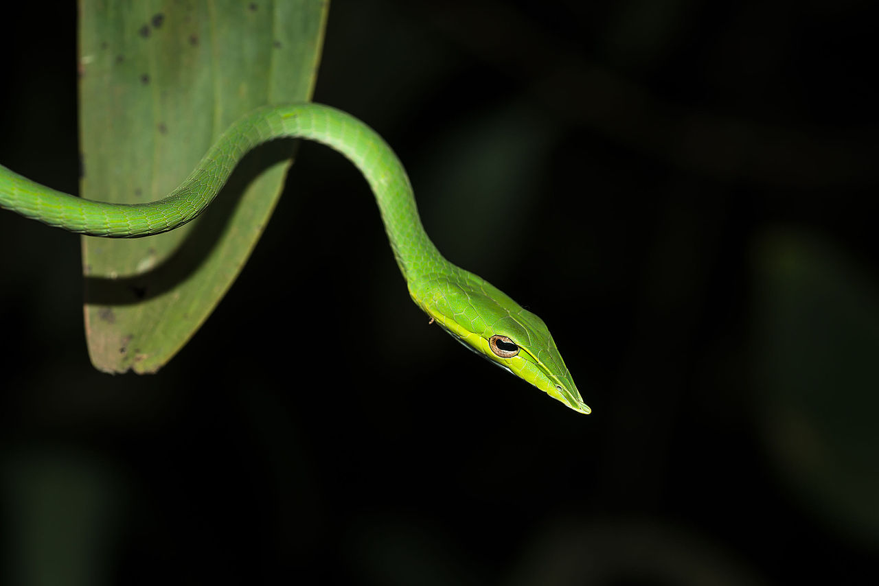 Șarpele veninos Ahaetulla nasuta trăiește în pădurile tropicale asiatice și seamănă cu un lăstar verde de vița-de-vie