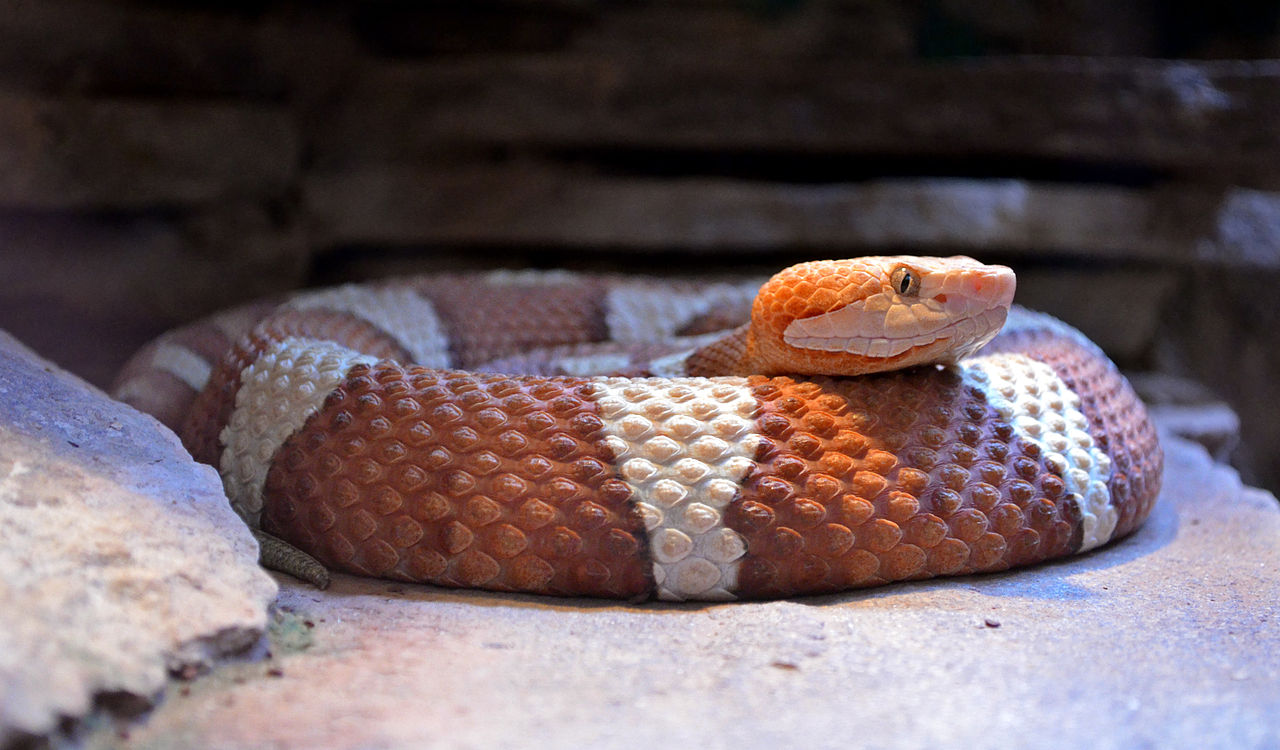 Șarpele veninos arămiul american (Agkistrodon contortrix), o specie mai rapidă decât șarpele cu clopoței