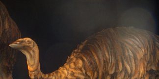 Aepyornis maximus, pasărea alergătoare elefant din Madagascar