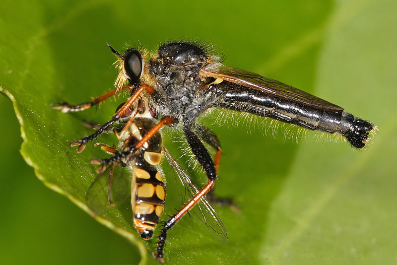 Asilidae, Foto: realmonstrosities.com