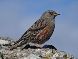 Brumarița de stâncă (Prunella collaris), o pasăre cantătoare din Munții Carpați