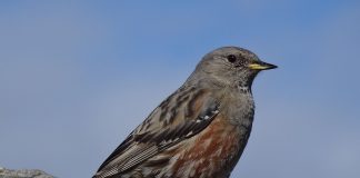 Brumarița de stâncă (Prunella collaris), o pasăre cantătoare din Munții Carpați
