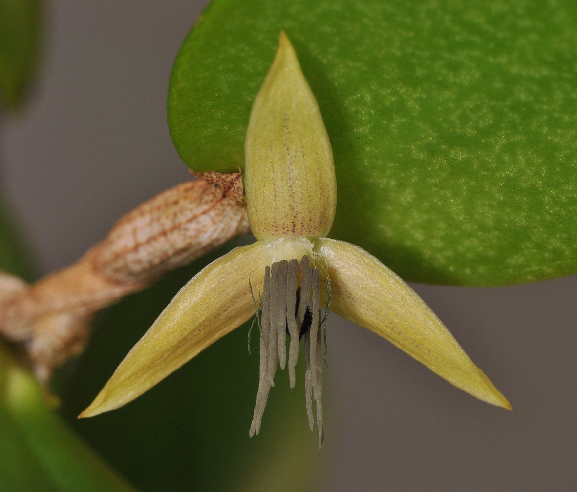 Bulbophyllum nocturnum