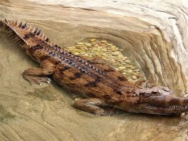 Crocodilul Tomistoma schlegelii are lungimea de 5 m și este o specie pe cale de dispariție