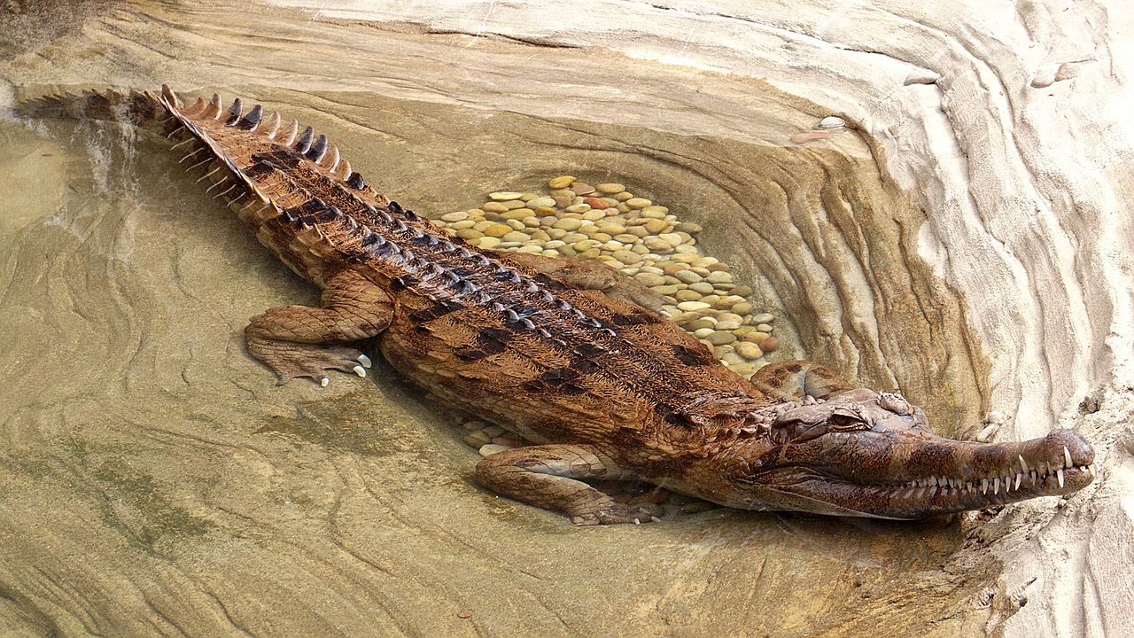 Crocodilul Tomistoma schlegelii are lungimea de 5 m și este o specie pe cale de dispariție