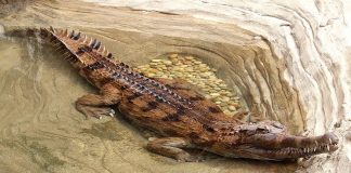 Crocodilul Tomistoma schlegelii are lungimea de 5 m și este o specie pe cale de dispariție