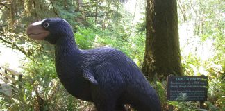 Diatryma, pasărea gigant înaltă de 2 m care a trăit in perioada Eocen