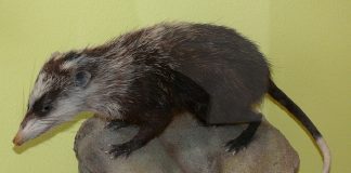 Gimnura mare (Echinosorex gymnura), un arici fără țepi din sud-estul Asiei