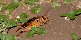 Greierii aparțin familiei Gryllidae și dăuneaza culturilor agricole