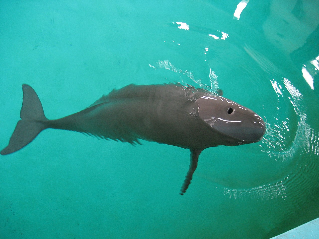 Marsuinul fară dorsală (Neophocaena phocaenoides) din familia delfinilor înoată în Oceanul Indian și Pacific