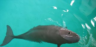 Marsuinul fară dorsală (Neophocaena phocaenoides) din familia delfinilor înoată în Oceanul Indian și Pacific