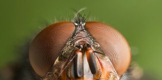 Ochiul bionic – “Ochi de musca” artificial pentru prevenirea accidentelor Ochiul bionic