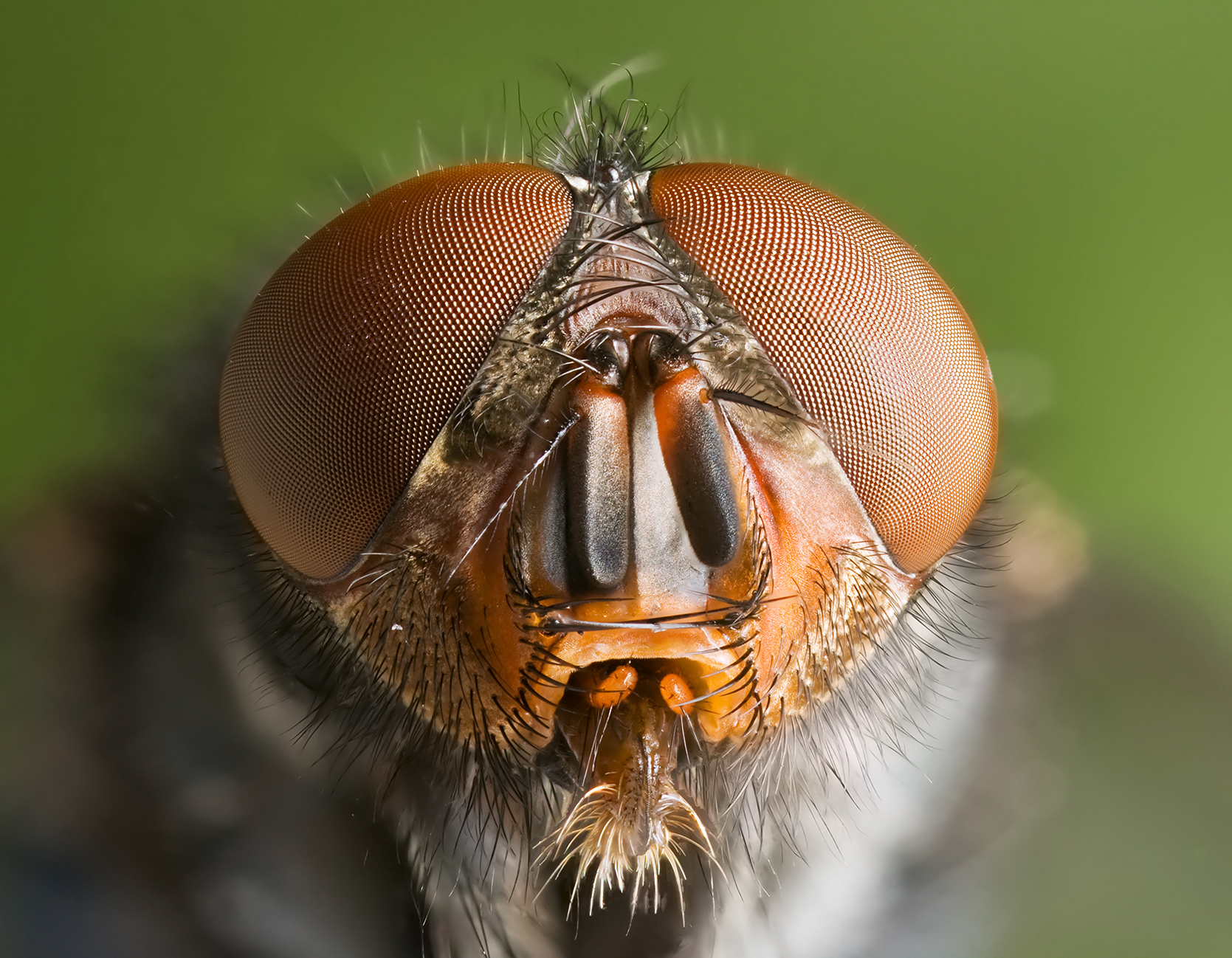 viziune în fața ochilor unei muște modul în care hipoxia afectează vederea