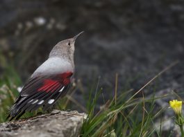 Păsări în Munții Carpați - Fluturașul de stâncă (Tichodroma muraria) sau fluturașul purpuriu