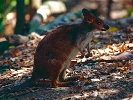 Pademelonul cu picioare roșii (Thylogale stigmatica) din pădurile tropicale din Noua Guinee