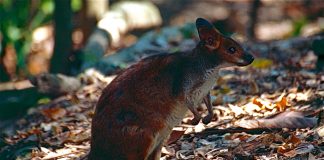 Pademelonul cu picioare roșii (Thylogale stigmatica) din pădurile tropicale din Noua Guinee