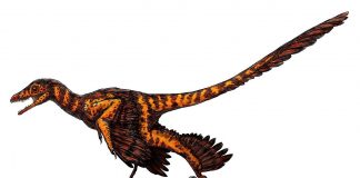 Paleontologii au descoperit în China rămășițele fosile ale unui dinozaur Sinornithosaurus zburător și veninos
