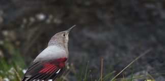 Păsări în Munții Carpați - Fluturașul de stâncă (Tichodroma muraria) sau fluturașul purpuriu
