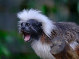 Tamarinul vătuit (Saguinus oedipus) este o primată din Columbia în pericol de dispariție