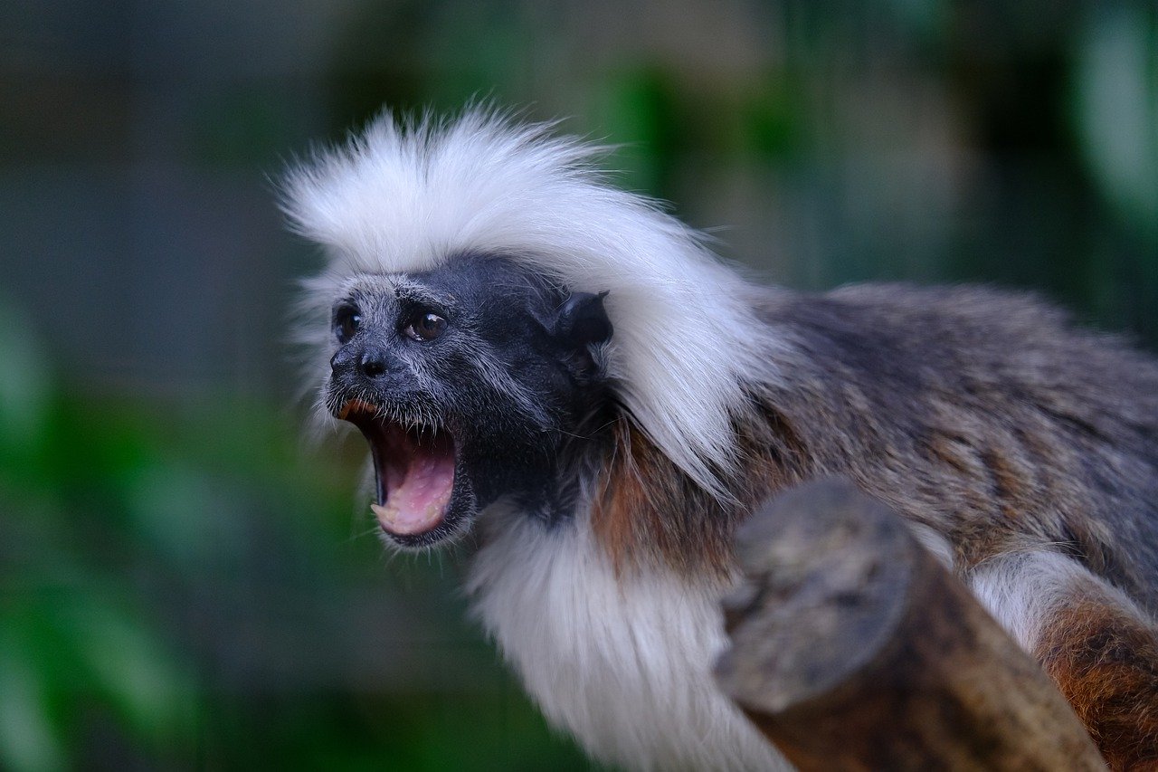 Tamarinul vătuit (Saguinus oedipus) este o primată din Columbia în pericol de dispariție