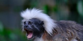 Tamarinul vătuit (Saguinus oedipus) este o primată din Columbia în pericol de dispariție