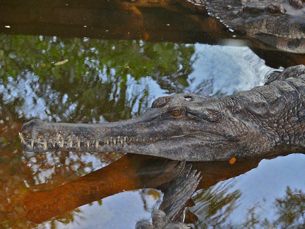 Tomistoma schlegelii