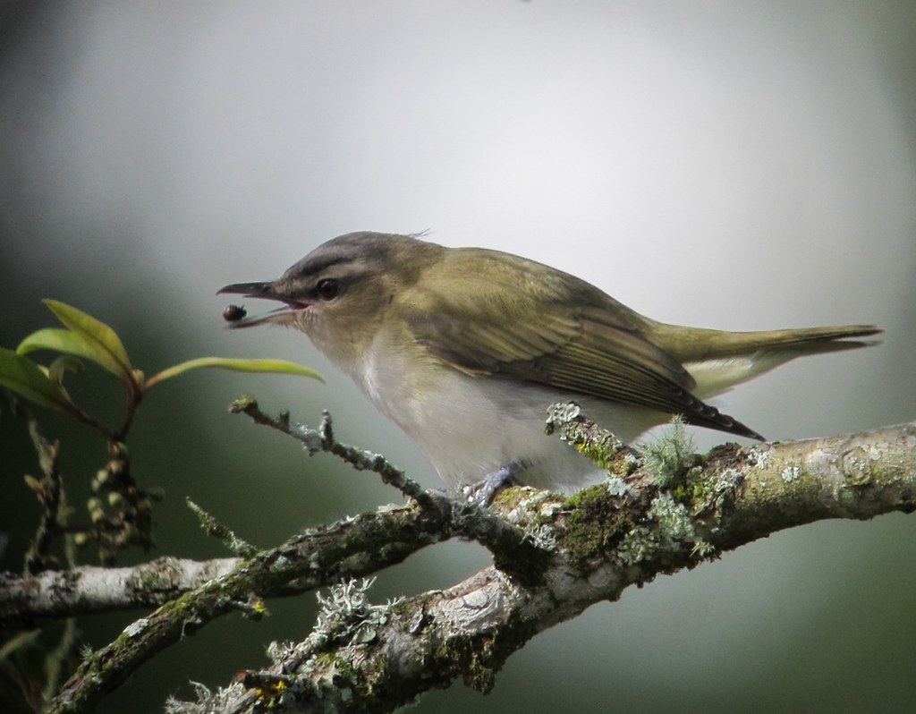 Vireo olivaceus