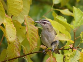 Vireo olivaceus, sfrânciocul din America de Nord care migrează toamna în America de Sud