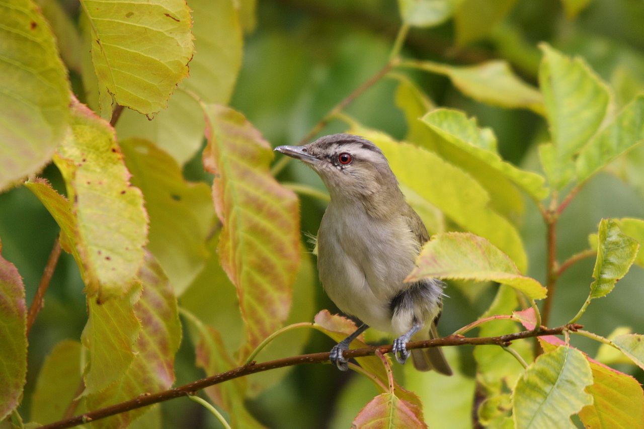 Vireo olivaceus, sfrânciocul din America de Nord care migrează toamna în America de Sud