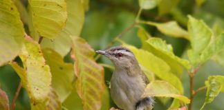 Vireo olivaceus, sfrânciocul din America de Nord care migrează toamna în America de Sud
