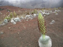 noi specii de plante