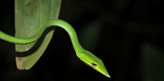 Șarpele veninos Ahaetulla nasuta trăiește în pădurile tropicale asiatice și seamănă cu un lăstar verde de vița-de-vie