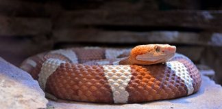 Șarpele veninos arămiul american (Agkistrodon contortrix), o specie mai rapidă decât șarpele cu clopoței