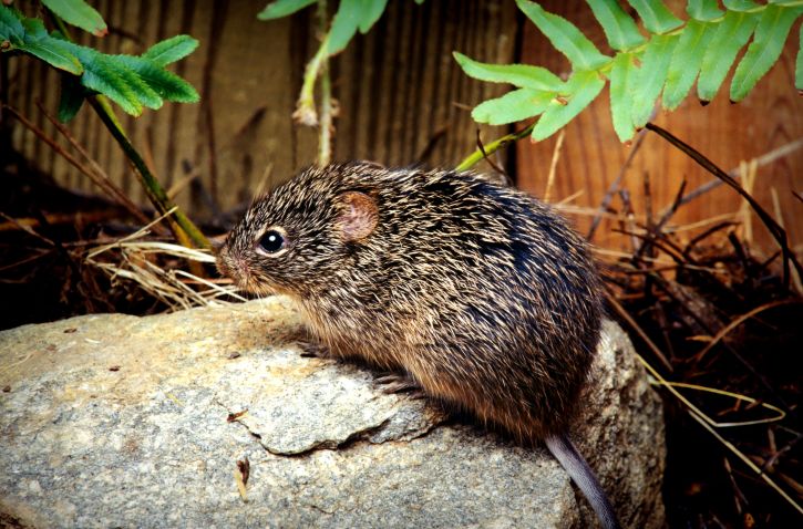 Șobolanul țepos de bumbac (Sigmodon hispidus), un mare dăunător al recoltelor din America de Sud și de Nord