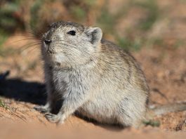 Șobolanul fluierător al lui Brant (Parotomys brantsii), un rozător prolific din Africa de Sud