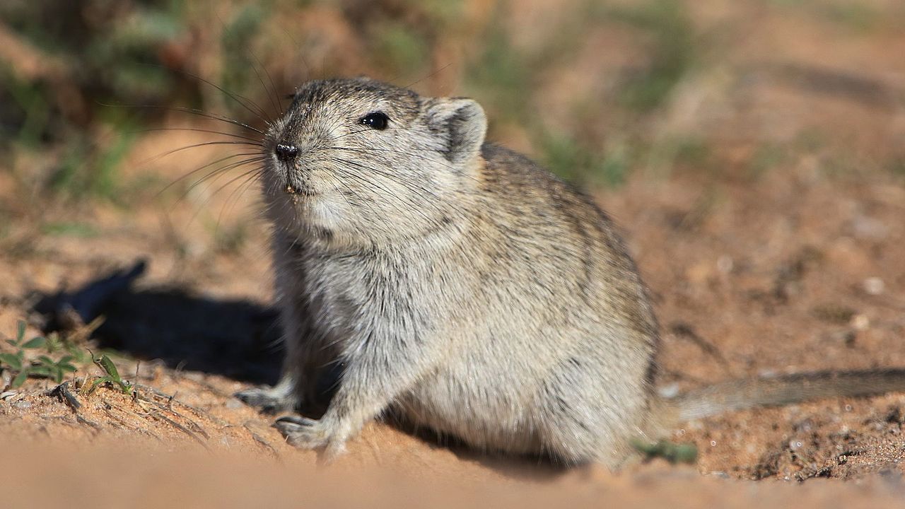 Șobolanul fluierător al lui Brant (Parotomys brantsii), un rozător prolific din Africa de Sud