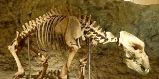 Află cum trăia ursul peșterilor sau Ursus spelaeus, o specie care a dispărut în perioada ultimei glaciațiuni!