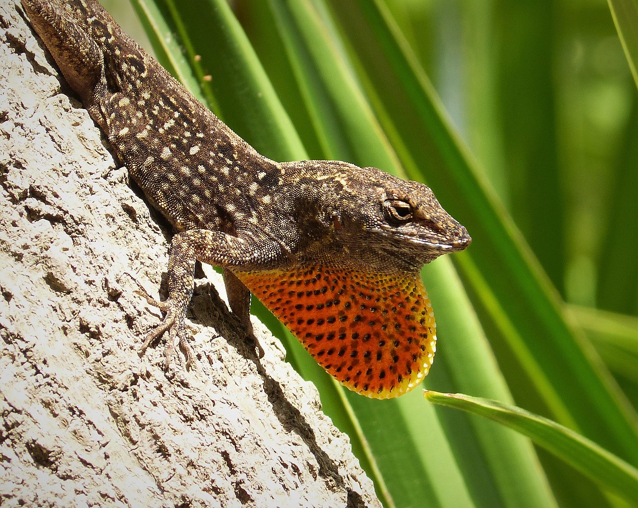 Anolis sagrei