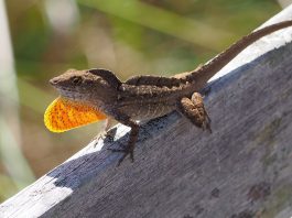 Anolisul brun (Anolis sagrei) sau anolisul cubanez trăiește în Cuba, Caraibe și Bahamas