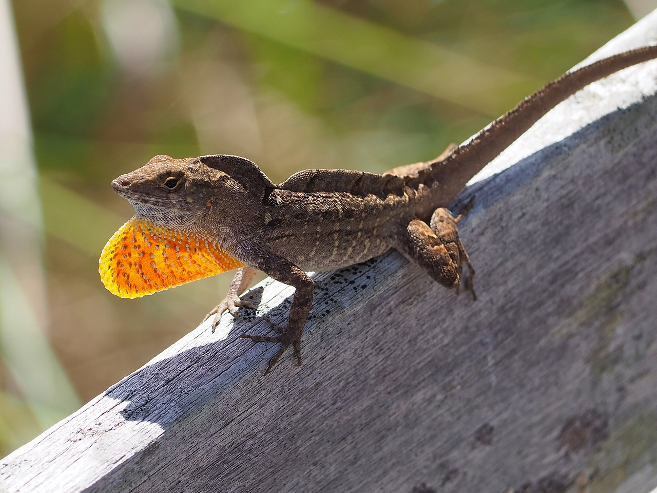 Anolisul brun (Anolis sagrei) sau anolisul cubanez trăiește în Cuba, Caraibe și Bahamas