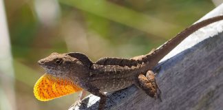 Anolisul brun (Anolis sagrei) sau anolisul cubanez trăiește în Cuba, Caraibe și Bahamas
