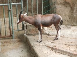 Antilopa lira Botebok (Damaliscus dorcas) este cea mai rară antilopă din Africa de Sud