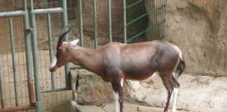 Antilopa lira Botebok (Damaliscus dorcas) este cea mai rară antilopă din Africa de Sud