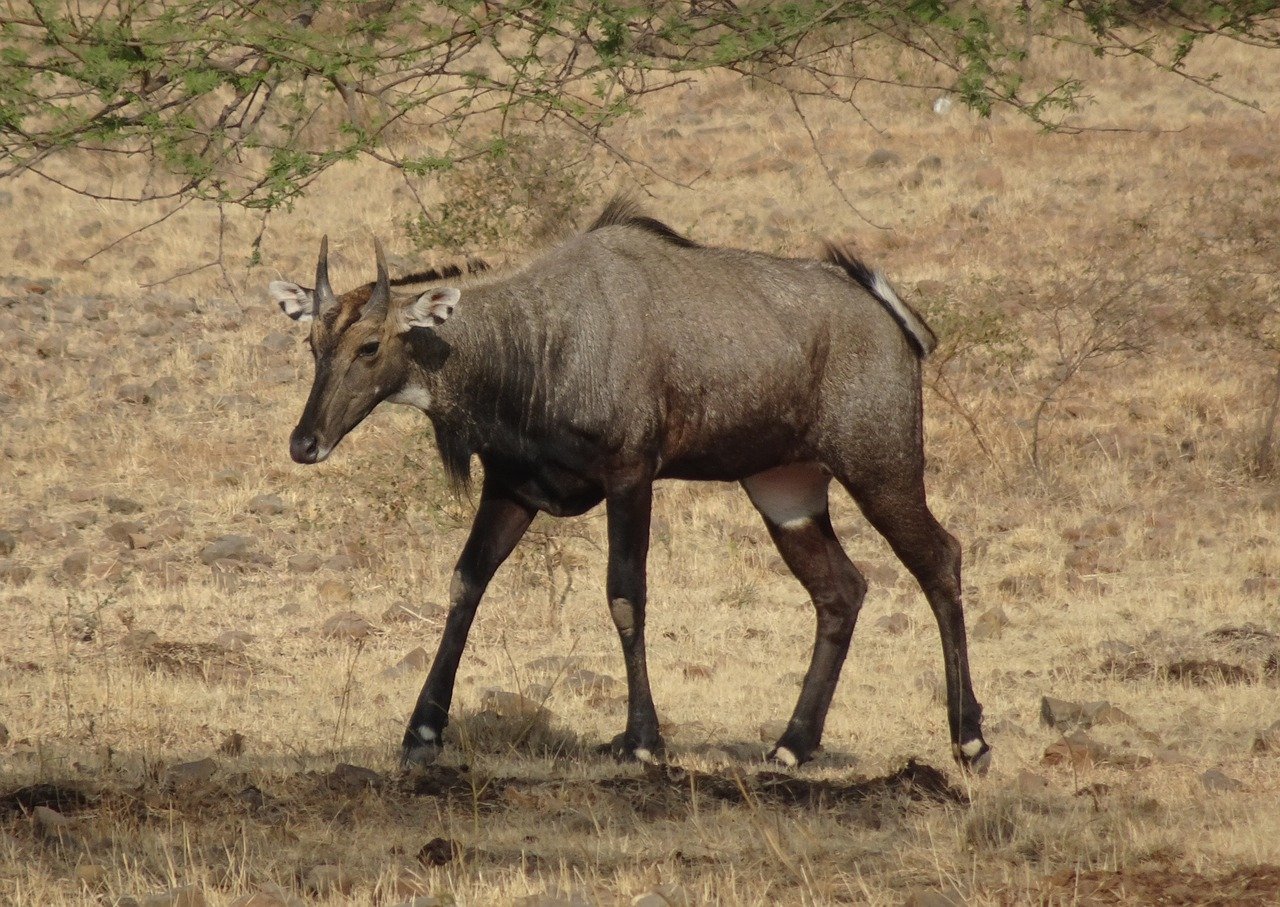 Antilopa nilgau