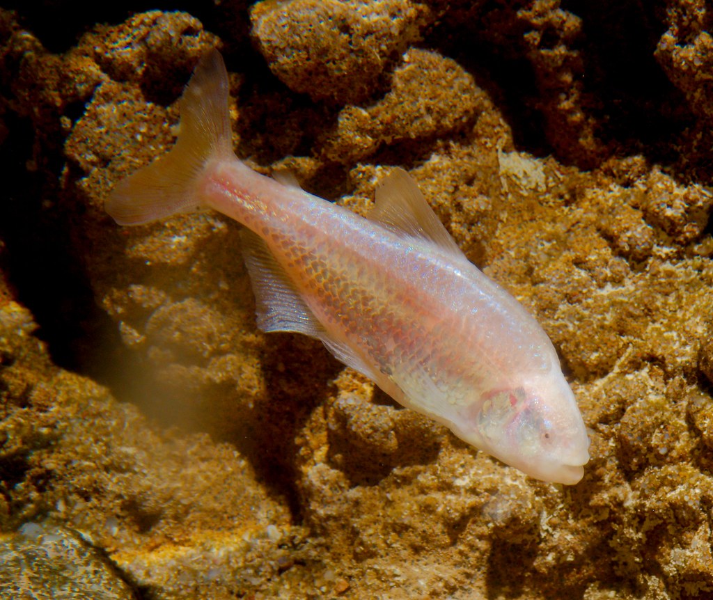 Astyanax mexicanus